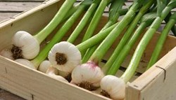 Company Casebook: The Garlic Farm