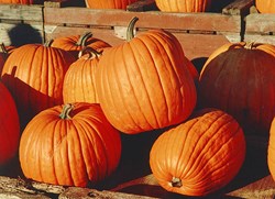 Mark Bachelor, from Pick Your Own Pumpkins, on National Pumpkin Day