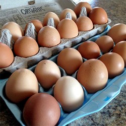 Pancake day has been and gone, but the British freerange egg industry has narrowly avoided being splattered