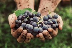 Organic wine contributes to a booming UK organic market