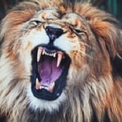 .. using the imagery of roaring lions, he spoke of the challenges of climate change, religious extremism, war and government oppression, economic injustice and poverty, and culture wars