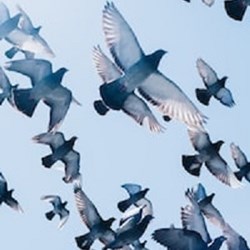 The Hypnotist: Confident Around Pigeons