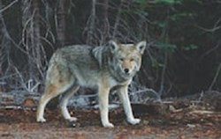 The Hypnotist: The Free Wolf in the Wilderness